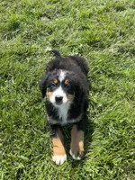 Poppi🐾, a female Bernese Mountain Dog for sale in Harlan, IN – 1 of 4