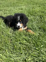 Poppi🐾, a female Bernese Mountain Dog for sale in Harlan, IN – 2 of 4