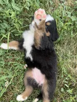  Penelope 🎀, a female Bernese Mountain Dog for sale in Harlan, IN – 3 of 5