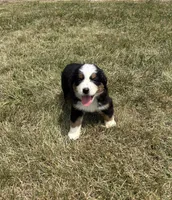 Phoebe, a female Bernese Mountain Dog for sale in Harlan, IN – 5 of 5