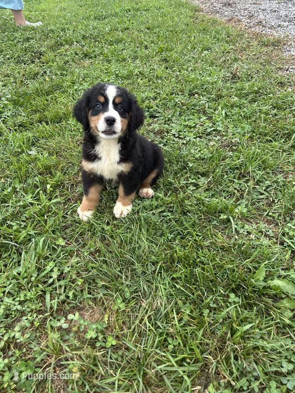 Pearl – Bernese Mountain Dog puppy for sale in Harlan, IN