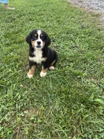 Pearl, a female Bernese Mountain Dog for sale in Harlan, IN – 1 of 5