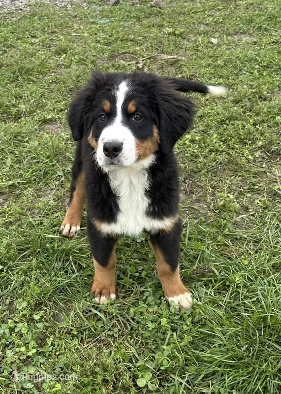 Primrose – Bernese Mountain Dog puppy for sale in Harlan, IN