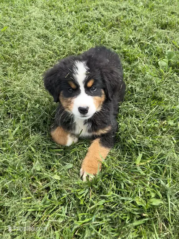  Penelope 🎀 – Bernese Mountain Dog puppy for sale in Harlan, IN