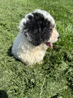 Maren, a female Poodle - Miniature  and Bernedoodle for sale in Harlan, IN – 2 of 4