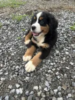 Pearl, a female Bernese Mountain Dog for sale in Harlan, IN – 2 of 5