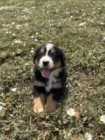 Poppi🐾, a female Bernese Mountain Dog for sale in Harlan, IN – 4 of 5