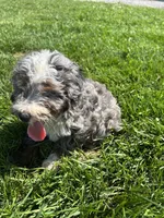 Willow, a male Poodle - Miniature  and Bernedoodle for sale in Harlan, IN – 2 of 3