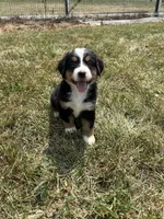 Paisley, a female Bernese Mountain Dog for sale in Harlan, IN – 5 of 5