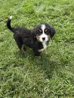  Penelope 🎀, a female Bernese Mountain Dog for sale in Harlan, IN – 2 of 4