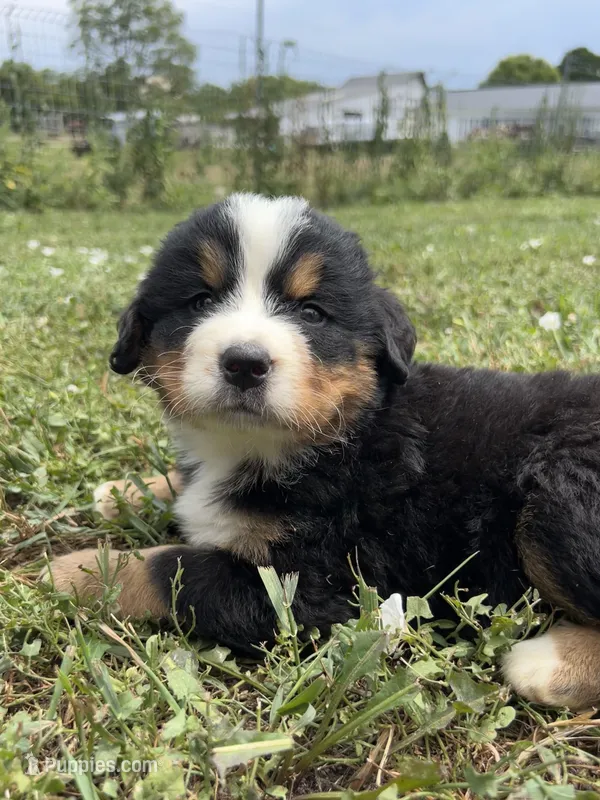 Theodore – Bernese Mountain Dog puppy for sale in Harlan, IN