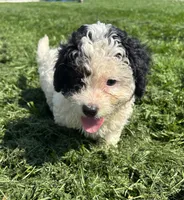 Maren, a female Poodle - Miniature  and Bernedoodle for sale in Harlan, IN – 1 of 4