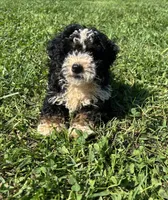 Benny, a male Poodle - Miniature  and Bernedoodle for sale in Harlan, IN – 2 of 5