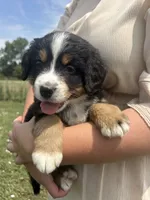 Poppi🐾, a female Bernese Mountain Dog for sale in Harlan, IN – 1 of 5