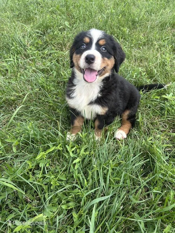 Paisley – Bernese Mountain Dog puppy for sale in Harlan, IN