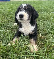 Benny, a male Poodle - Miniature  and Bernedoodle for sale in Harlan, IN – 2 of 5