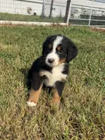 Piper, a female Bernese Mountain Dog for sale in Harlan, IN – 4 of 5