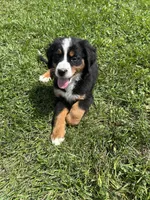 Piper, a female Bernese Mountain Dog for sale in Harlan, IN – 5 of 5