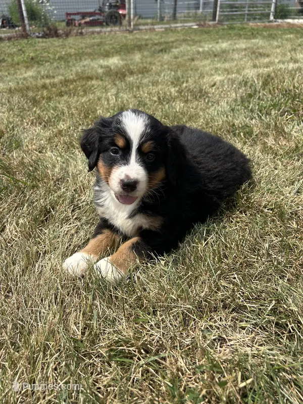 Paisley – Bernese Mountain Dog puppy for sale in Harlan, IN