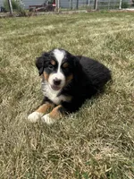 Paisley, a female Bernese Mountain Dog for sale in Harlan, IN – 1 of 5