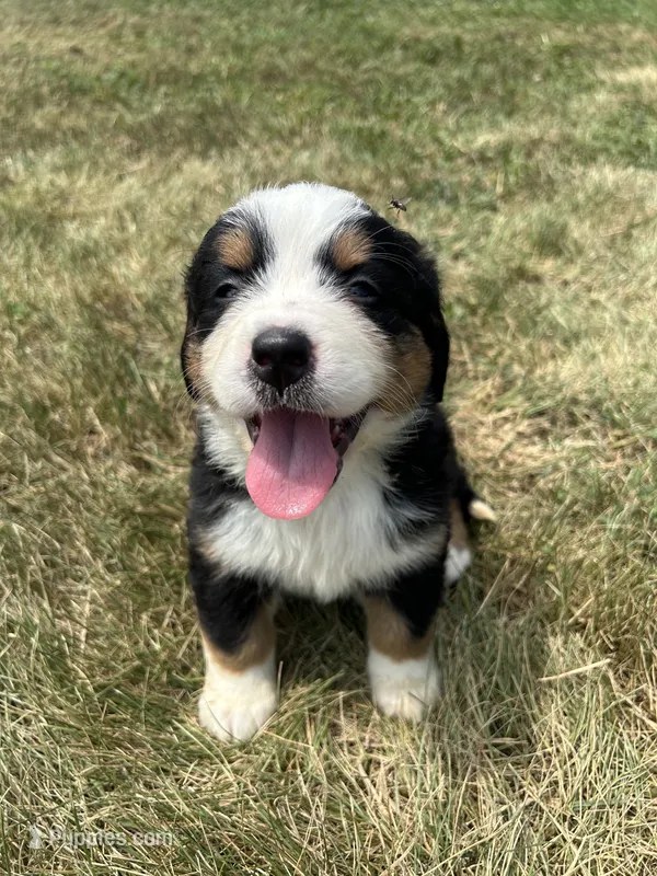 Phoebe – Bernese Mountain Dog puppy for sale in Harlan, IN
