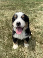 Phoebe, a female Bernese Mountain Dog for sale in Harlan, IN – 1 of 5