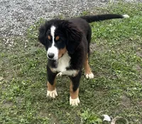 Paisley, a female Bernese Mountain Dog for sale in Harlan, IN – 2 of 4