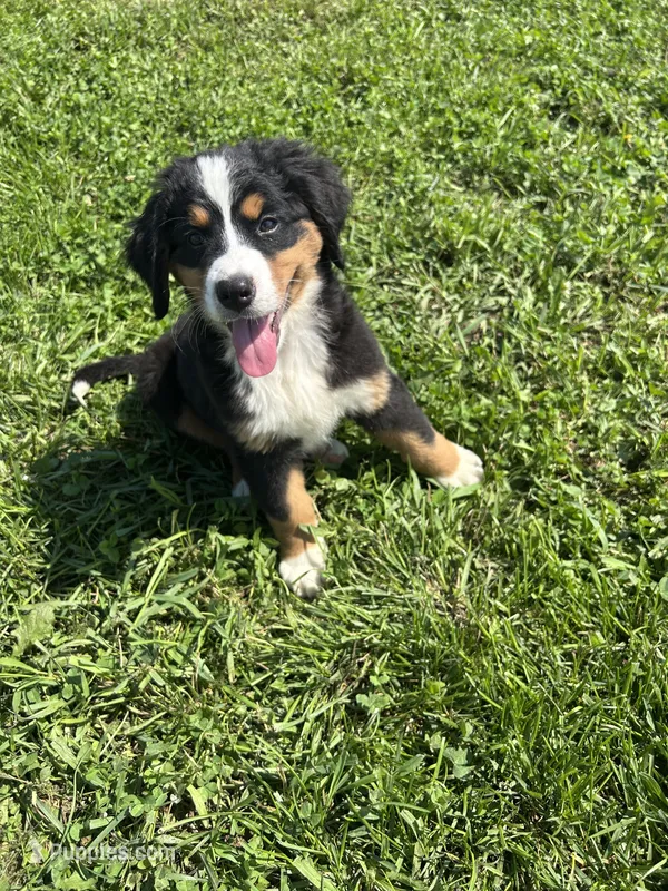 Paisley – Bernese Mountain Dog puppy for sale in Harlan, IN