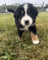 Primrose, a female Bernese Mountain Dog for sale in Harlan, IN – 6 of 6