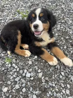 Pearl, a female Bernese Mountain Dog for sale in Harlan, IN – 5 of 5