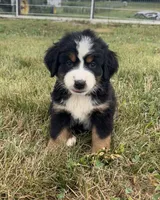 Primrose, a female Bernese Mountain Dog for sale in Harlan, IN – 3 of 6