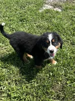 Primrose, a female Bernese Mountain Dog for sale in Harlan, IN – 2 of 5