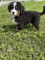  Penelope 🎀, a female Bernese Mountain Dog for sale in Harlan, IN – 4 of 4