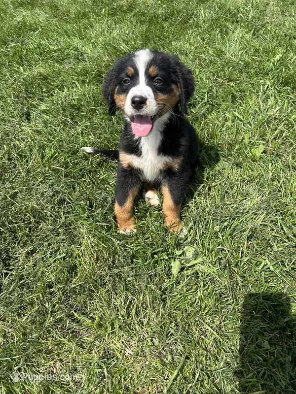 Piper – Bernese Mountain Dog puppy for sale in Harlan, IN