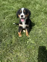 Piper, a female Bernese Mountain Dog for sale in Harlan, IN – 1 of 5