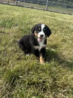 Piper, a female Bernese Mountain Dog for sale in Harlan, IN – 1 of 5