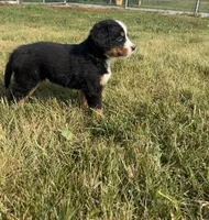 Piper, a female Bernese Mountain Dog for sale in Harlan, IN – 2 of 5