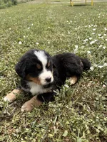 Theodore, a male Bernese Mountain Dog for sale in Harlan, IN – 2 of 6