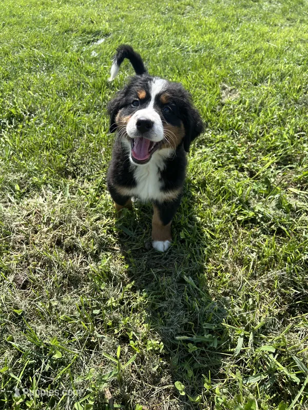 Primrose – Bernese Mountain Dog puppy for sale in Harlan, IN