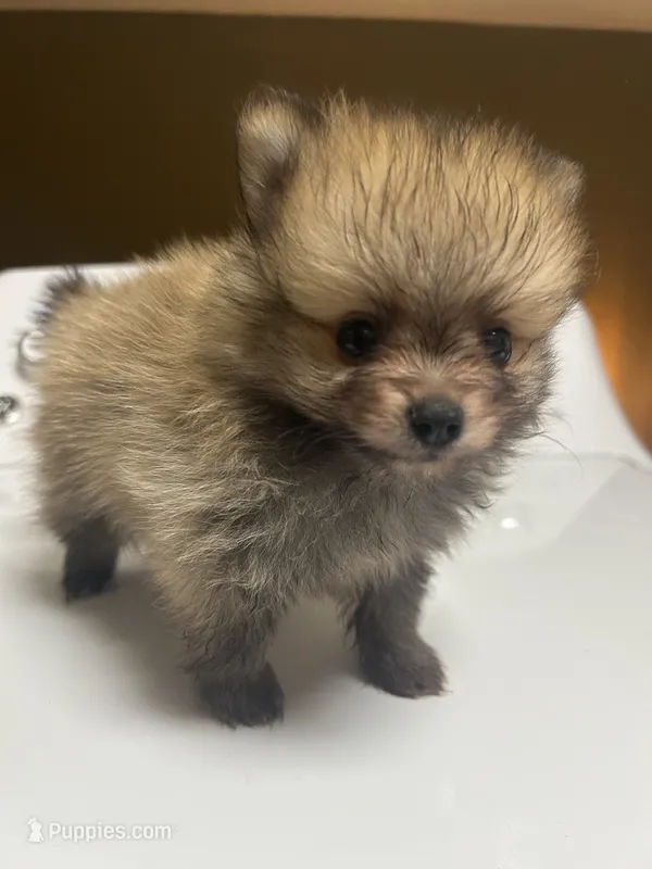 Muffin – Pomeranian puppy for sale in Edmond, OK