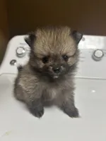 Chip , a male Pomeranian for sale in Edmond, OK – 4 of 7