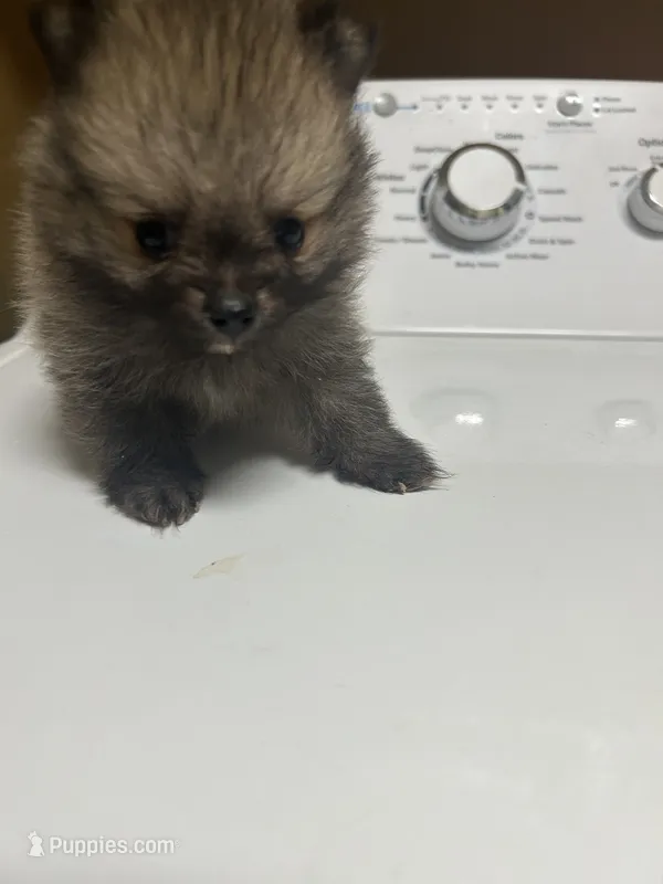 Chip  – Pomeranian puppy for sale in Edmond, OK
