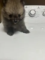 Chip , a male Pomeranian for sale in Edmond, OK – 1 of 7