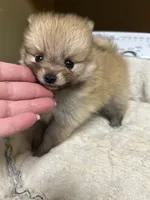 Pancake, a male Pomeranian for sale in Edmond, OK – 3 of 4