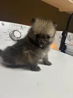 Chip , a male Pomeranian for sale in Edmond, OK – 2 of 7
