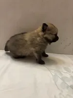 Stella, a female Pomeranian for sale in Edmond, OK – Photo 2 of 5