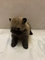 Stella, a female Pomeranian for sale in Edmond, OK – Photo 4 of 5