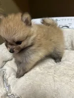 Pancake, a male Pomeranian for sale in Edmond, OK – 2 of 4