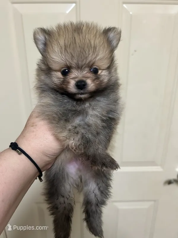 Muffin – Pomeranian puppy for sale in Edmond, OK