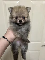 Muffin, a male Pomeranian for sale in Edmond, OK – 3 of 5